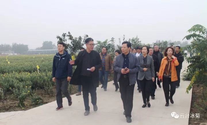 云臺冰菊基地發(fā)生了什么？一批批領(lǐng)導(dǎo)專家團(tuán)隊(duì)前來！